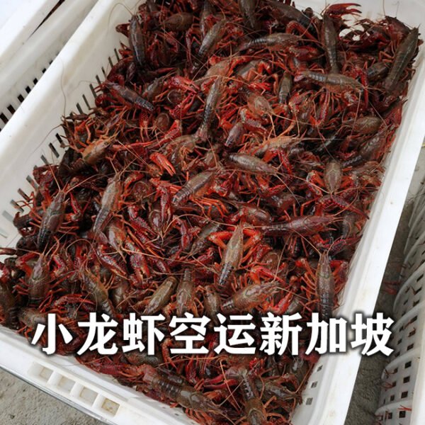 Crayfish Air Freight to Singapore