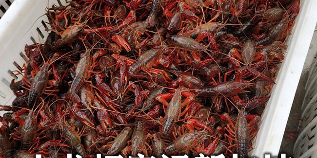 Crayfish Air Freight to Singapore
