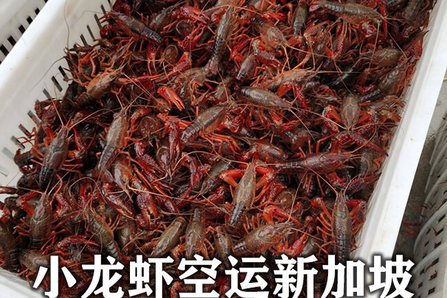 Crayfish Air Freight to Singapore