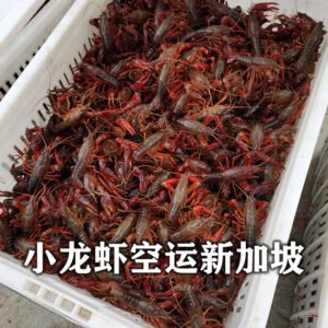 Crayfish Air Freight to Singapore