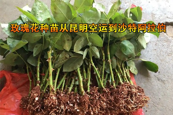 玫瑰花苗空运到沙特阿拉伯